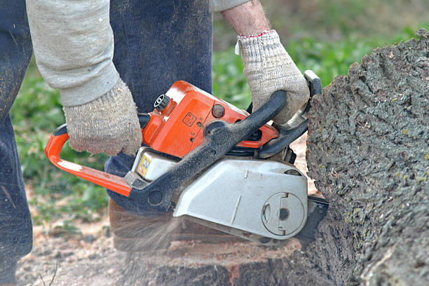 Best Tree Preservation Services  in Nacogdoches, TX